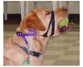Golden Retriever wearing NewTrix Dog Halter playing with a tennis ball.